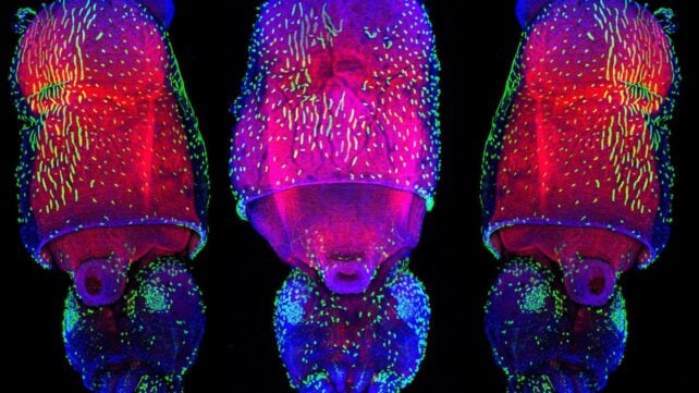 Squid Are Even More Alien-Like Than We Thought, With an Unmatched Ability to Change Genetic Expression