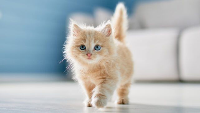 Cute kitten