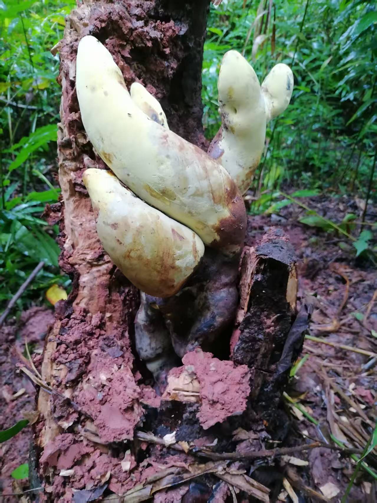 Meet D-Rex: Ancient Fungus as Tall as a Traffic Cone Has Just Been Discovered in China