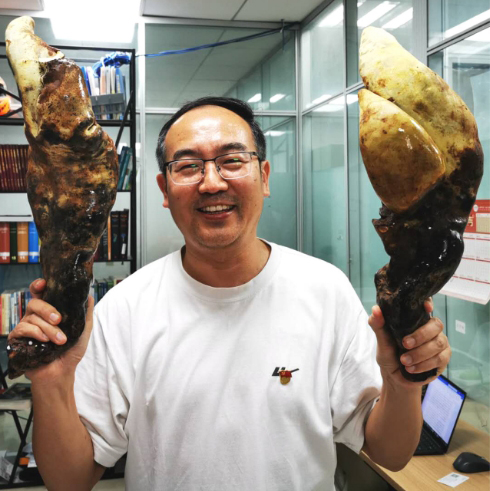 Meet D-Rex: Ancient Fungus as Tall as a Traffic Cone Has Just Been Discovered in China