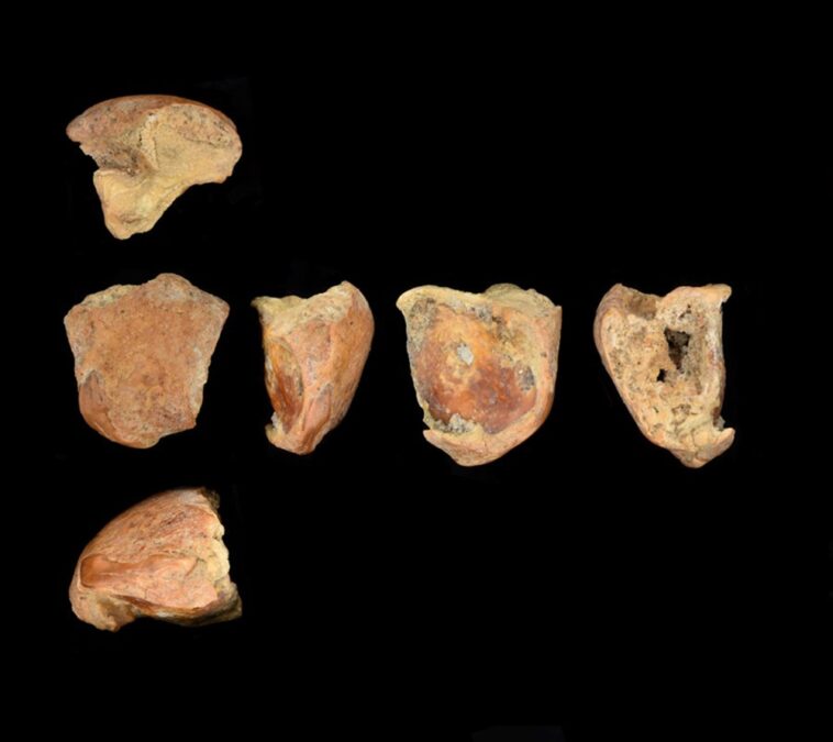 Ancient Hole in Neanderthal Shoulder Blade May Be The Oldest Spear Attack Ever Discovered
