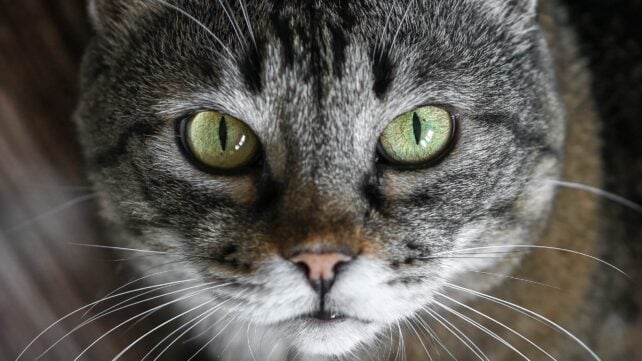 There's Another Cat Parasite That Can Infect Humans. A Huge Study Reveals How Common It Is.