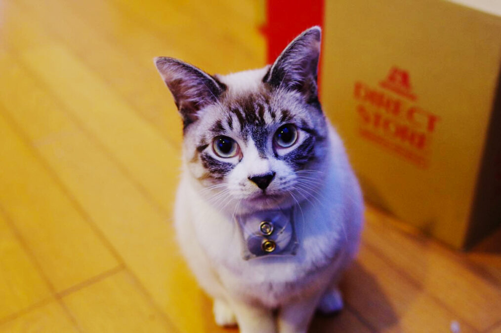 A white and gray cat sits on a wooden floor, looking up, with a small device attached to its collar.