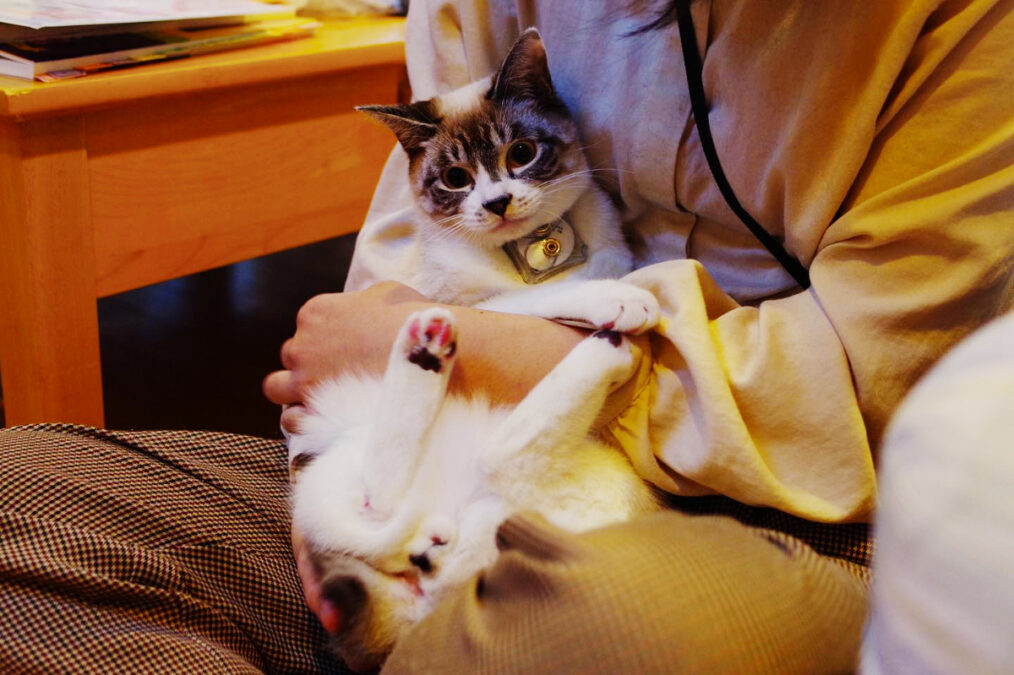 A white and gray cat wearing a small collar-mounted device rests in a person's arms.