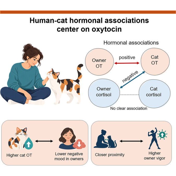 Diagram showing linked owner and cat oxytocin levels, an inverse association between cat oxytocin and owner cortisol, and associations with owner mood and proximity.