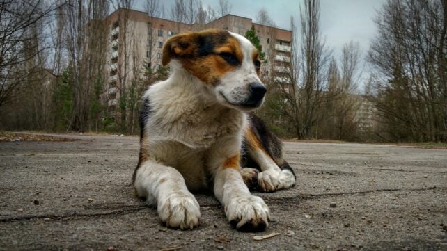 Chernobyl's Dogs Are Genetically Different, And We May Finally Know Why