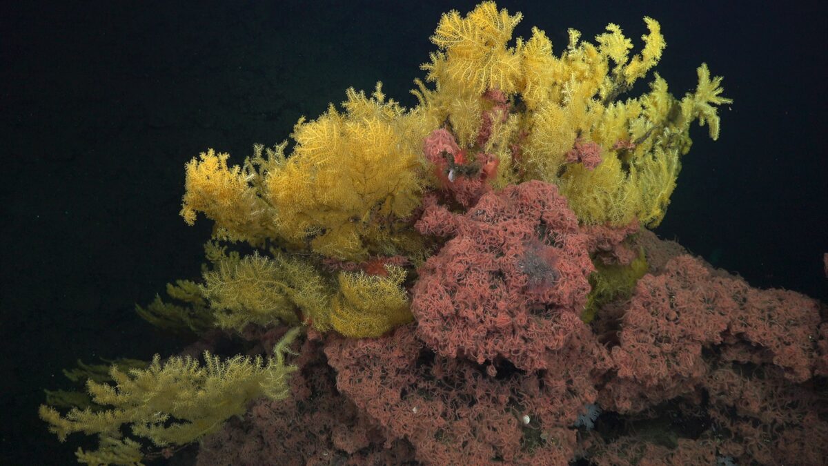 Mysterious 'Golden Tree' Coral Is So Weird, Scientists Had to Create a New Family on The Tree of Life