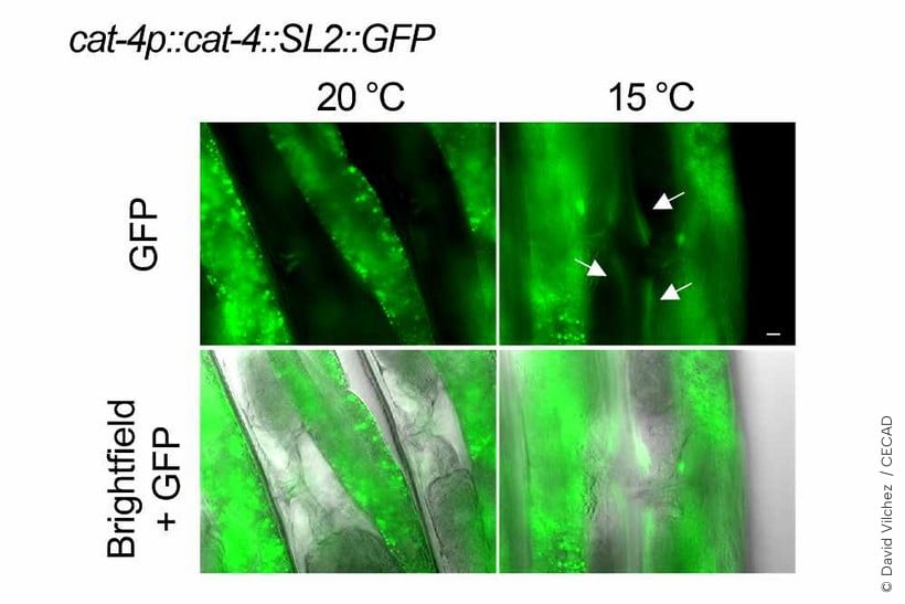 Cold Temperatures Can Boost Lifespan, And Scientists May Have Found a Key Reason Why