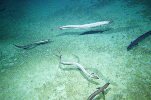 Millions of Mysterious Deep-Sea Eels Caught Gathering Off The Coast of Tasmania