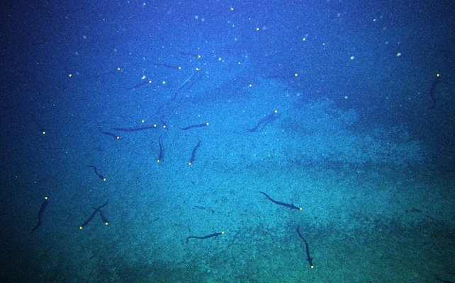 Millions of Mysterious Deep-Sea Eels Caught Gathering Off The Coast of Tasmania