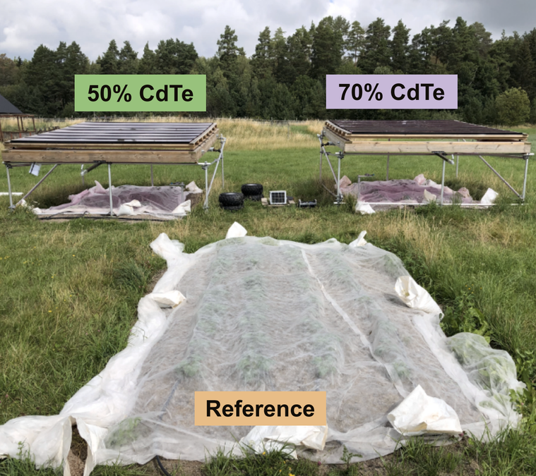 Rose-Tinted Solar Panels Can Co-Exist Over Crops, Study Shows