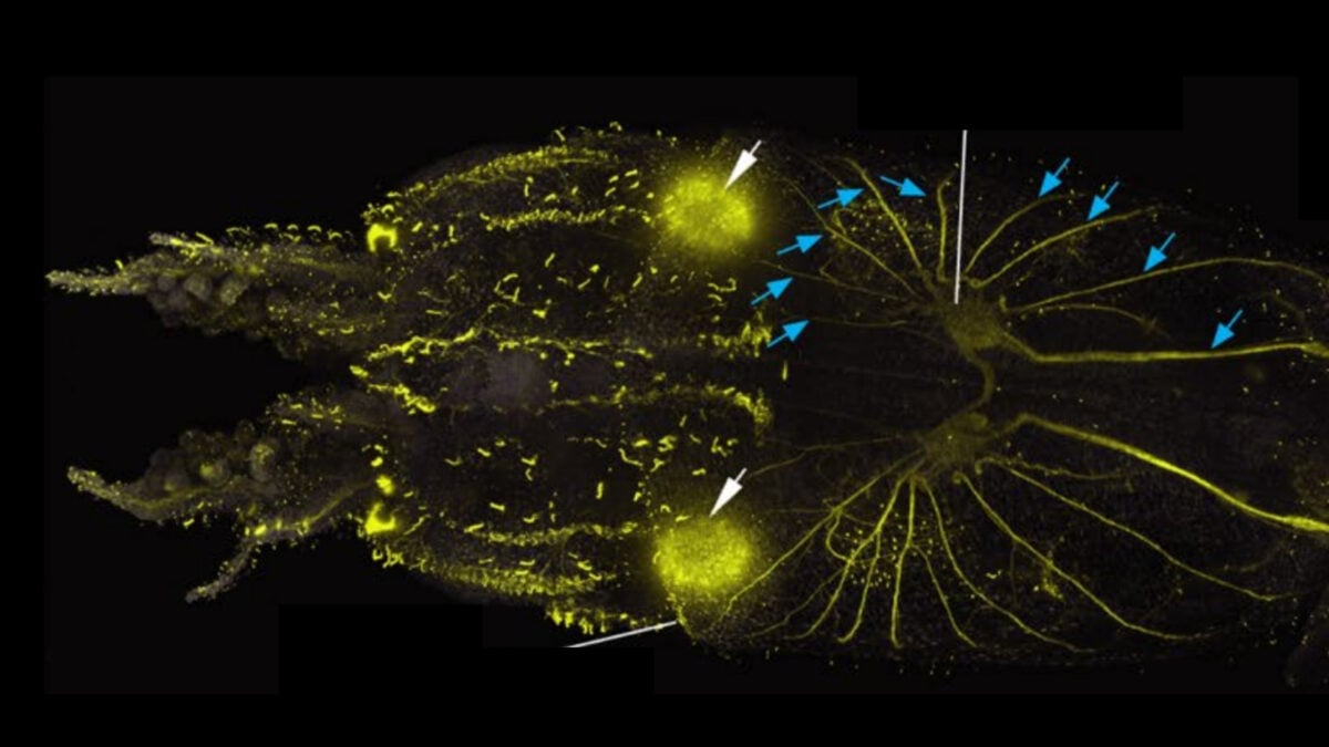 Scientists Find Squid Are Covered in Hair-Like Cells Remarkably Similar to The Ones in Human Ears