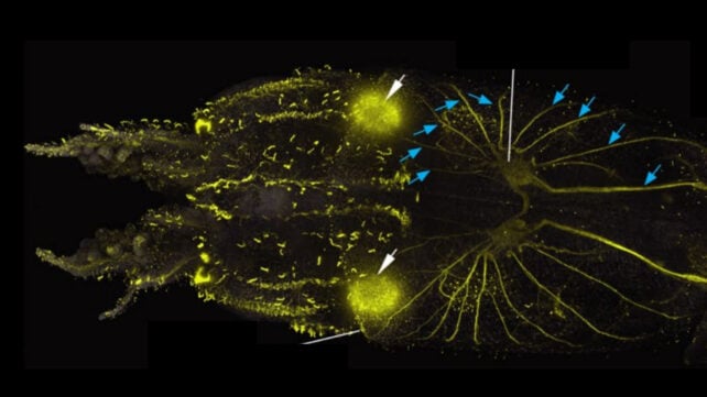 Scientists Find Squid Are Covered in Hair-Like Cells Remarkably Similar to The Ones in Human Ears