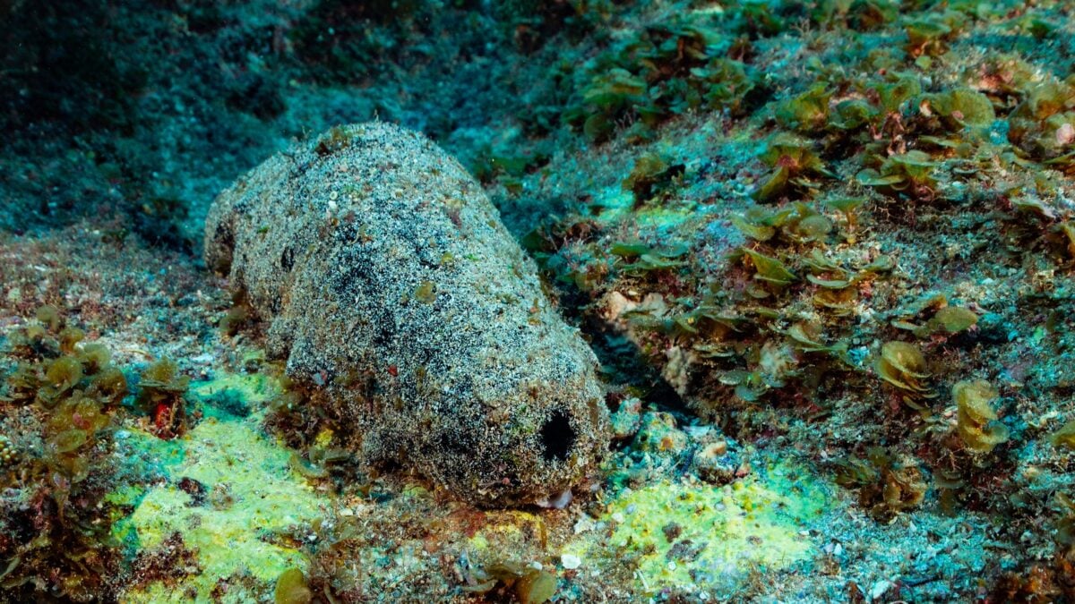 This Sea Creature Looks Like Poop. It May Also Live For 120 Years.