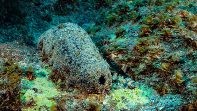 This Sea Creature Looks Like Poop. It May Also Live For 120 Years.