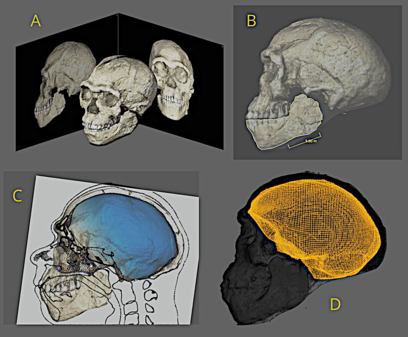 Stages of the digital reconstruction of the Jebel Irhoud composite skull and its internal cavity.