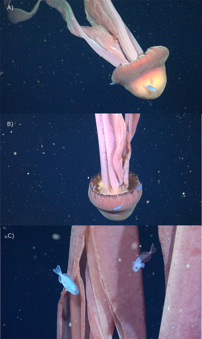 Giant 'Phantom' Jellyfish Found With an Entire Retinue of Fishy Passengers Hitching a Ride