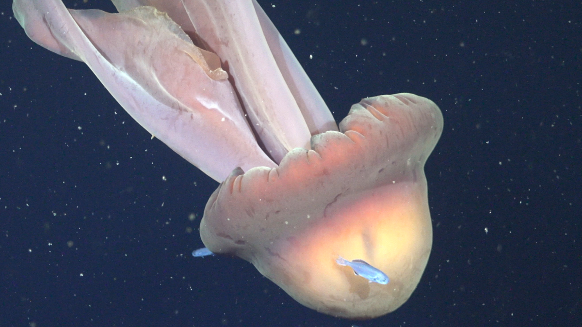 Giant phantom jellyfish seen with juvenile rudderfish off Patagonia