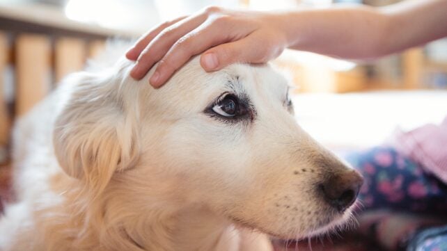 Physically Touching Your Dog Can Help Protect You From Upcoming Stress, Study Suggests