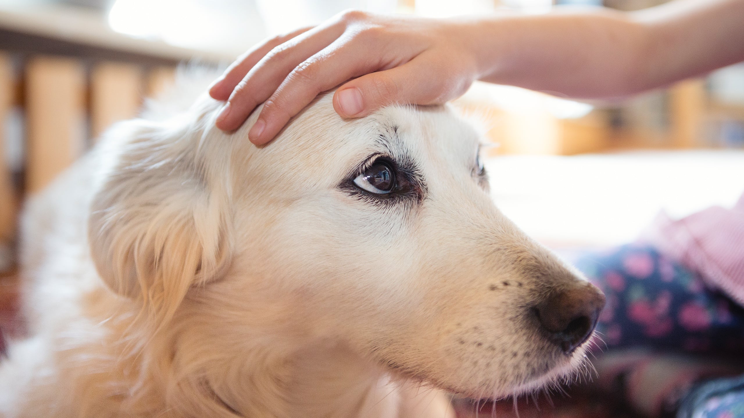 Touching a Dog May Reduce the Impact of Later Stress, Study Finds