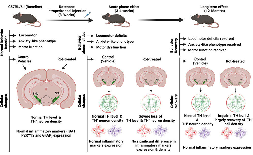 Diagram comparing mouse behavior and dopamine-related brain cell markers before rotenone exposure, shortly afterward, and at 12 months.