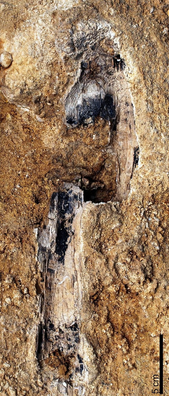 Photograph of the club-shaped impression.