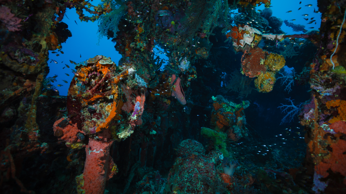 Something Strange Is Living in The Old Fuel Leaking From WWII Shipwrecks