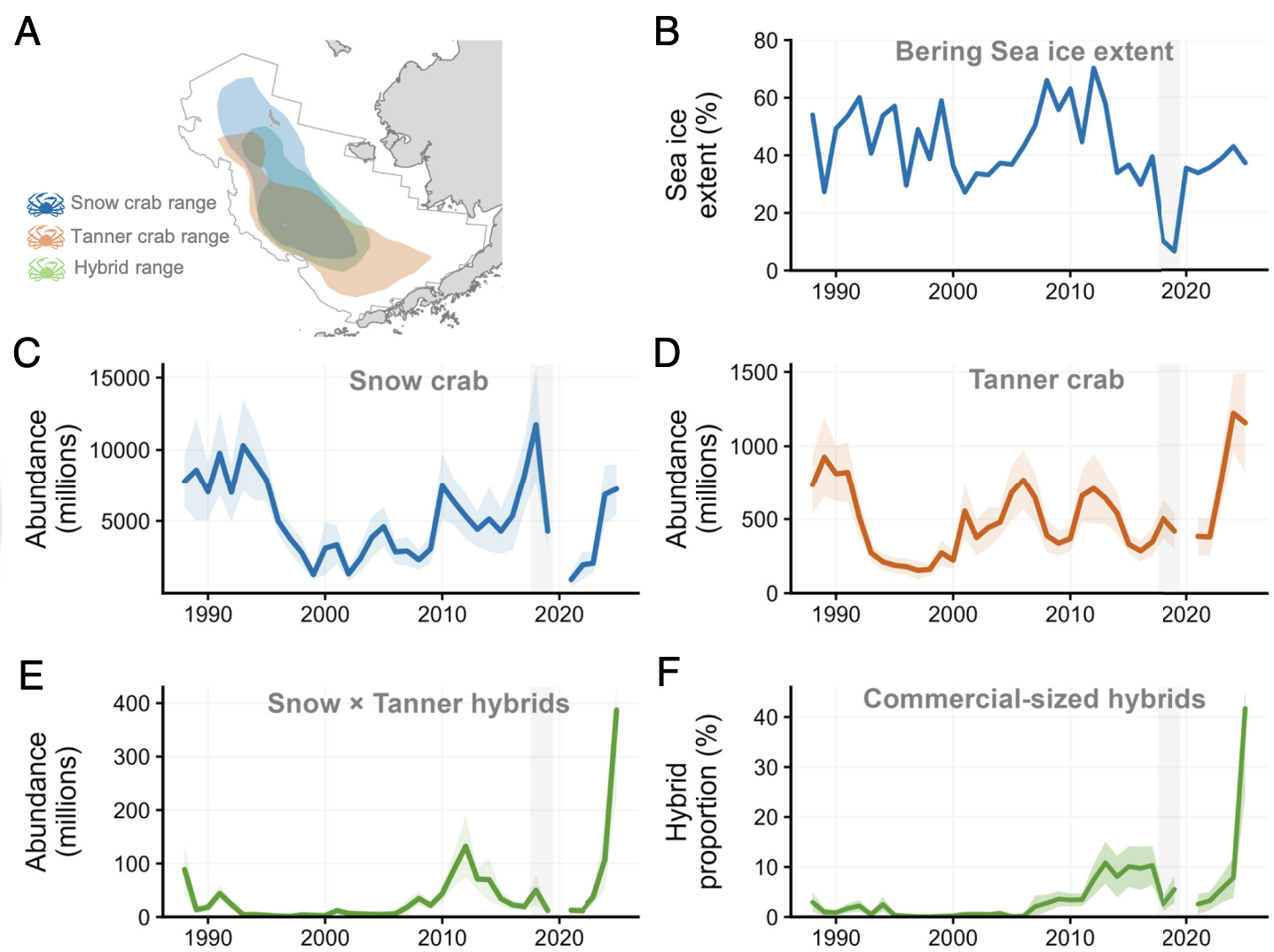 Bering Sea trawlers suddenly pulled up rare hybrid crabs in record numbers — now we know why