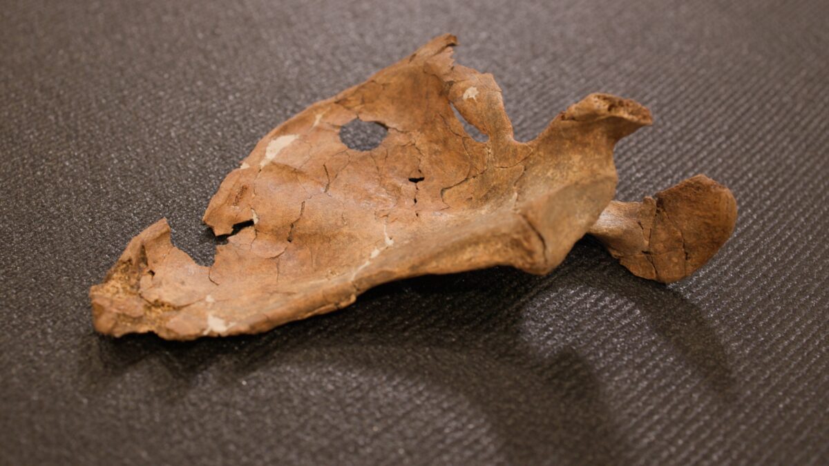 Ancient Hole in Neanderthal Shoulder Blade May Be The Oldest Spear Attack Ever Discovered