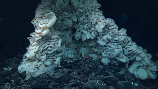 The World's Largest Known Sponge Is The Size of a Minivan &ndash; And Its Species Is a Mystery