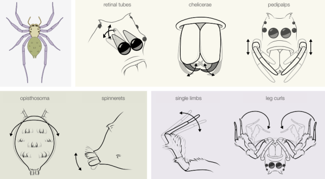 Spiders Can Rack Up REM-Like Sleep Debt, Just Like Humans