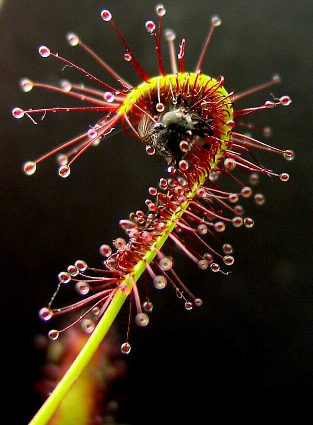 The bending Drosera capensis, a member of the Sundew family (Credit: Wikipedia)
