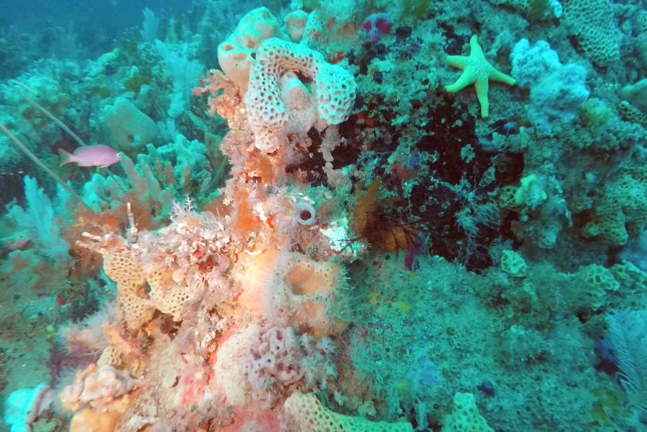 New Reef Discovered Off Australia's South Coast Rivals The Great ...