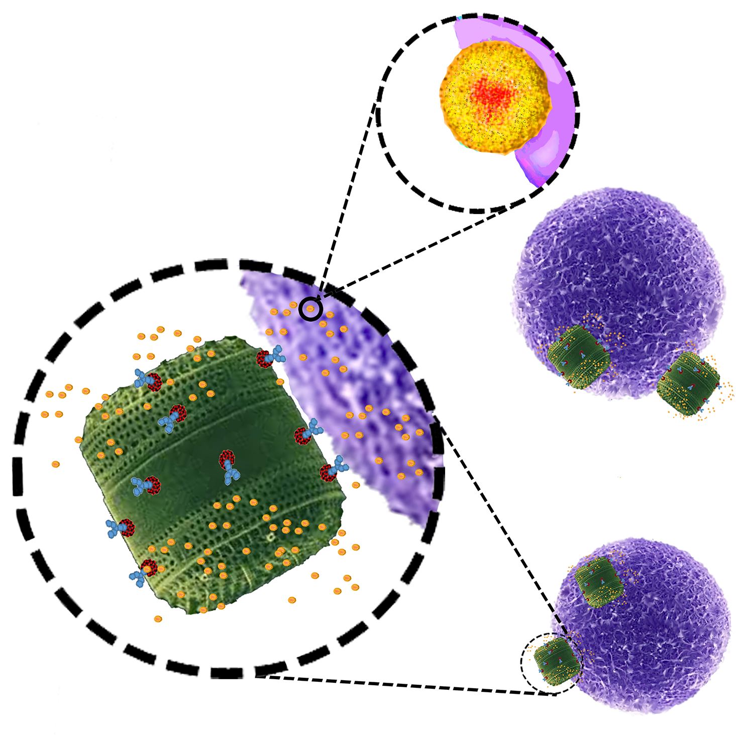 Algae-cancer-drugs Nature-Communications image 1