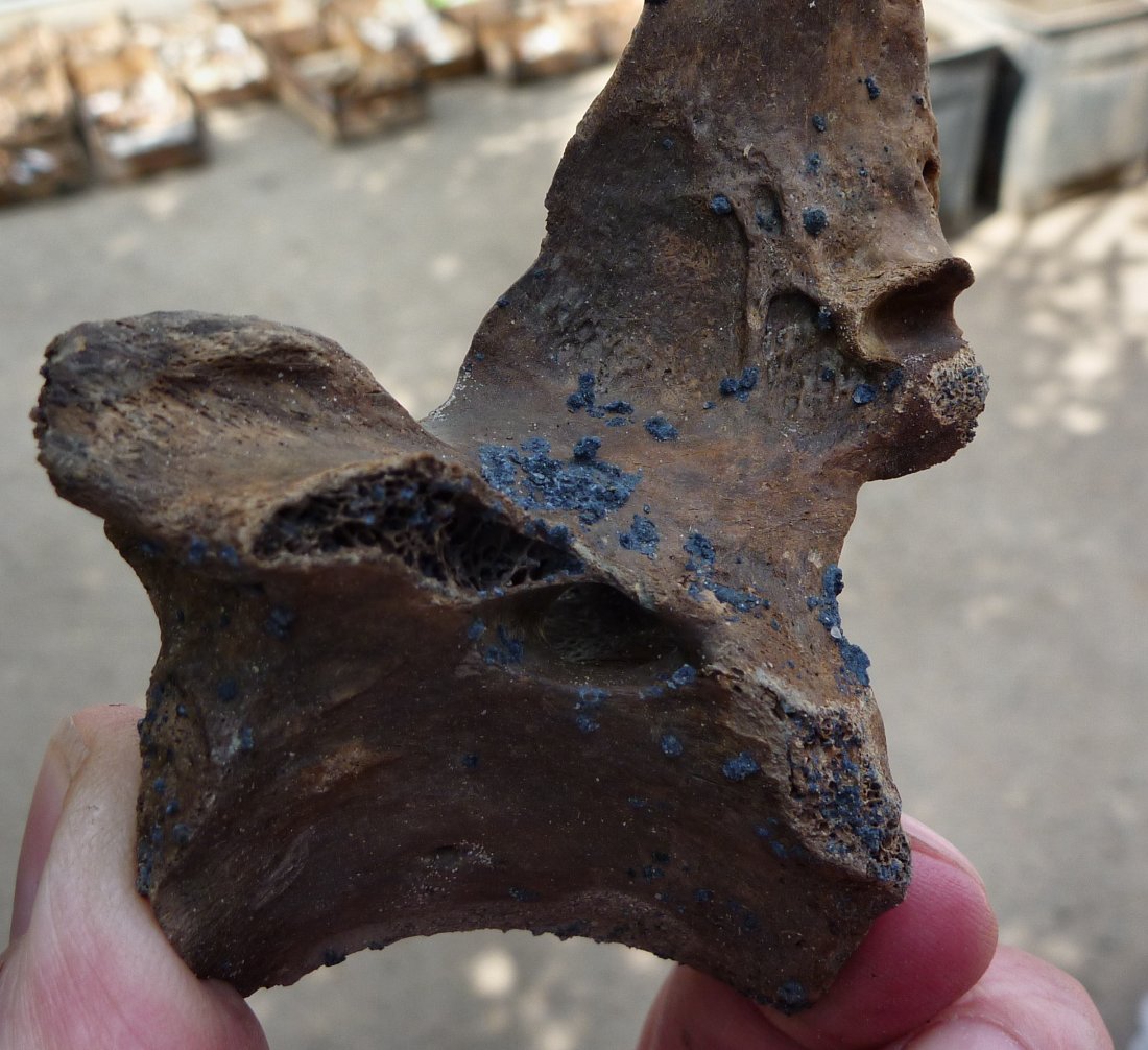 This Strange Mineral Grows On Dead Bodies And Turns Them Blue 