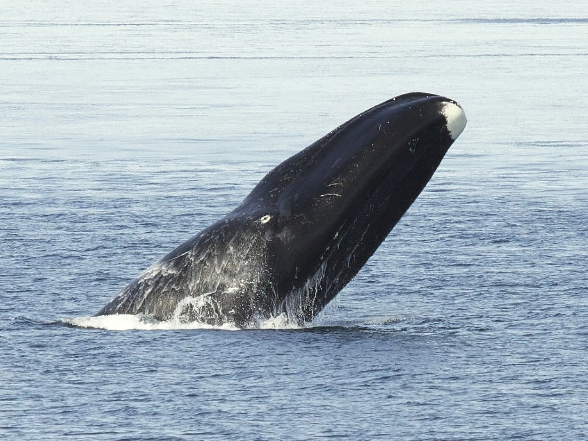 BowheadWhale