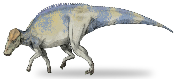 Brachylophosaurus-v4 web2