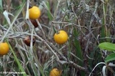 Eggplant1 كيف كان شكل الفواكه والخضروات قبل أن نقوم بتهجينها؟ مجلة نقطة العلمية