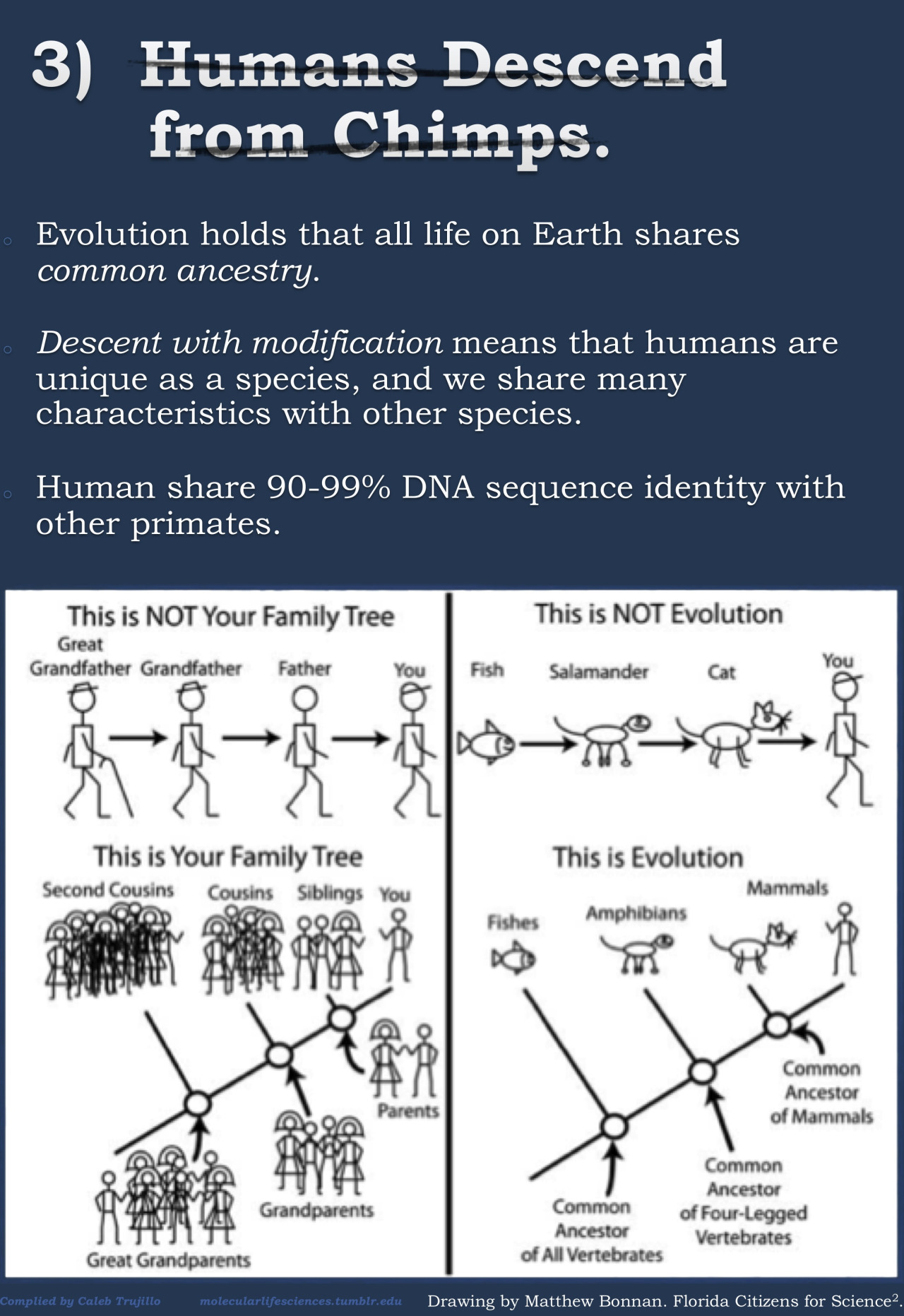 Evolution3