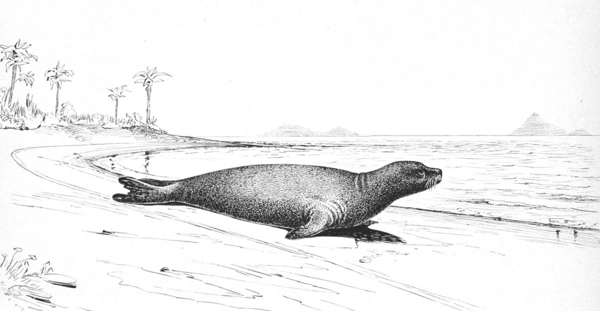 Extinct19