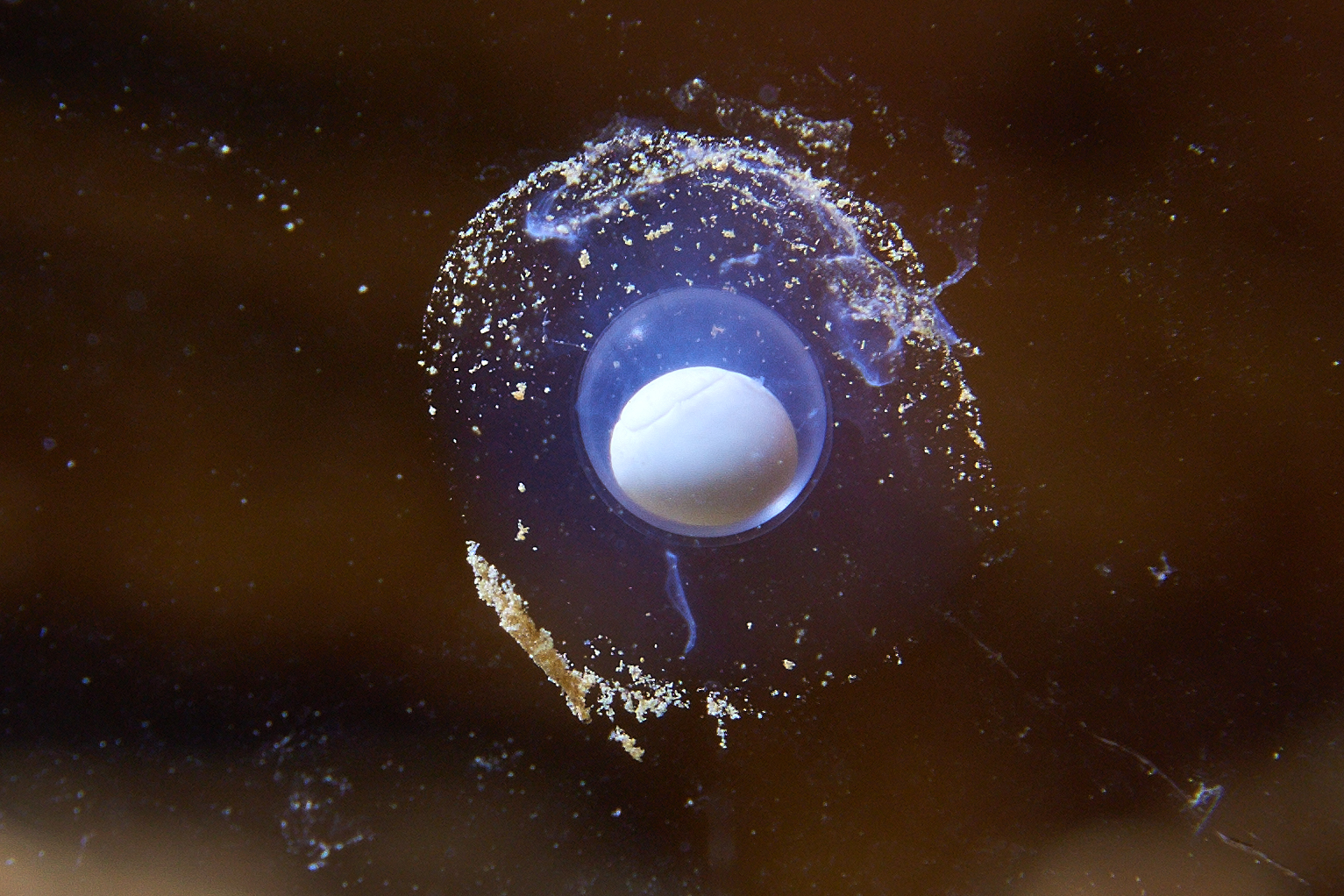 First eggs laid on Jan 30 2016-  Proteus anguinus egg- C. Iiztok Medja and Postojna Cave