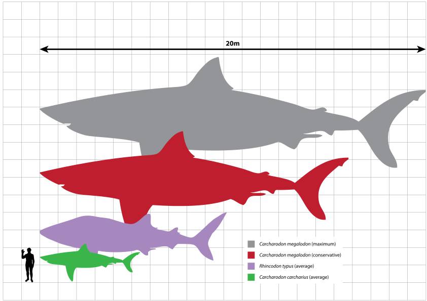 Megalodon scale