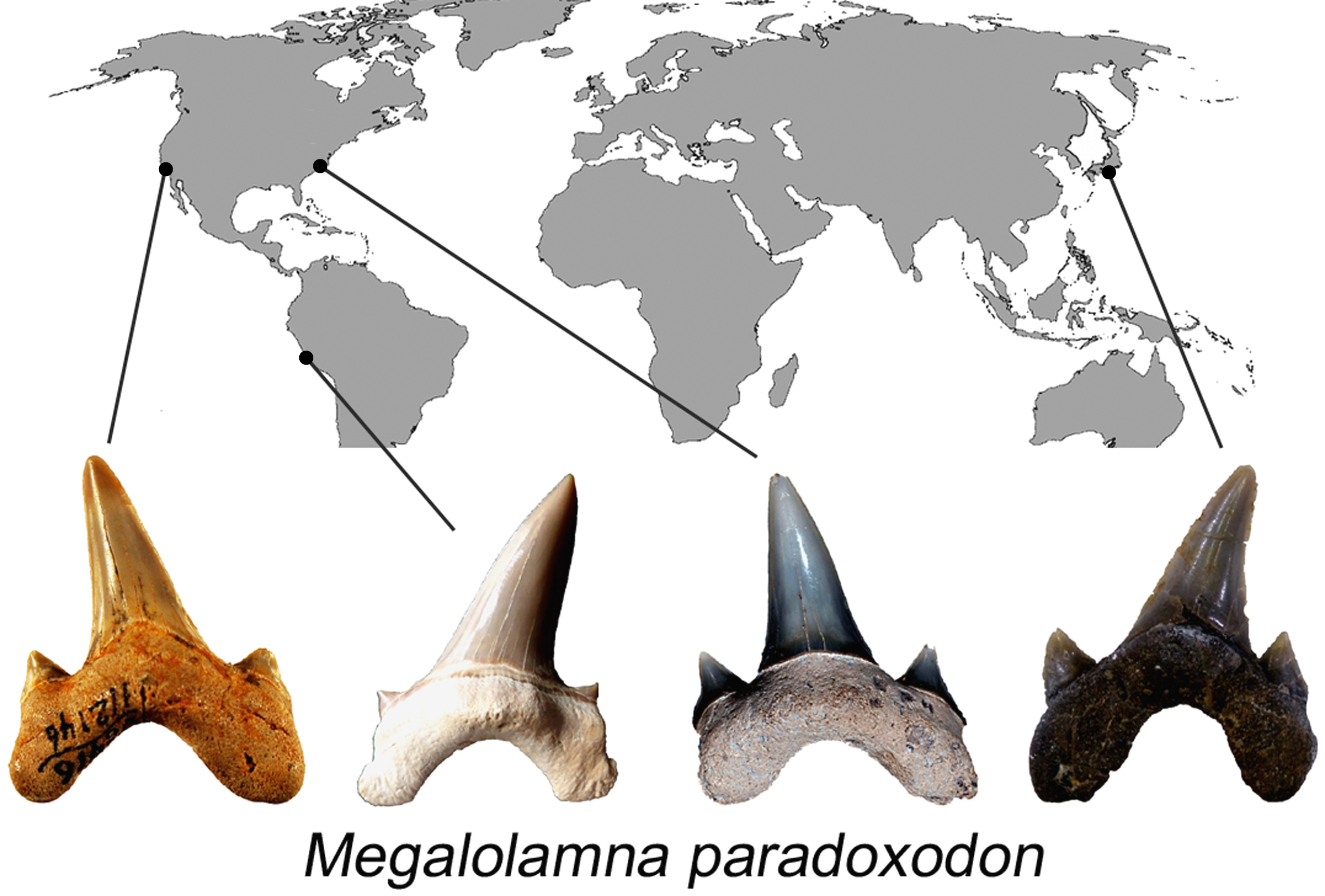 Megalolamna distribution  map Image credit Kenshu Shimada