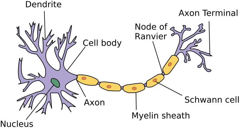 Neuron