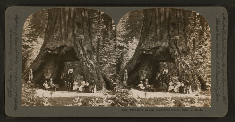 Pioneers Cabin Calaveras Grove Cal. U. S. A. by Singley B. L. Benjamin Lloyd