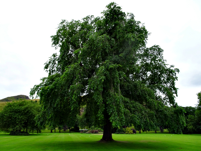 Pruned Ulmus Wentworthii at Holyrood