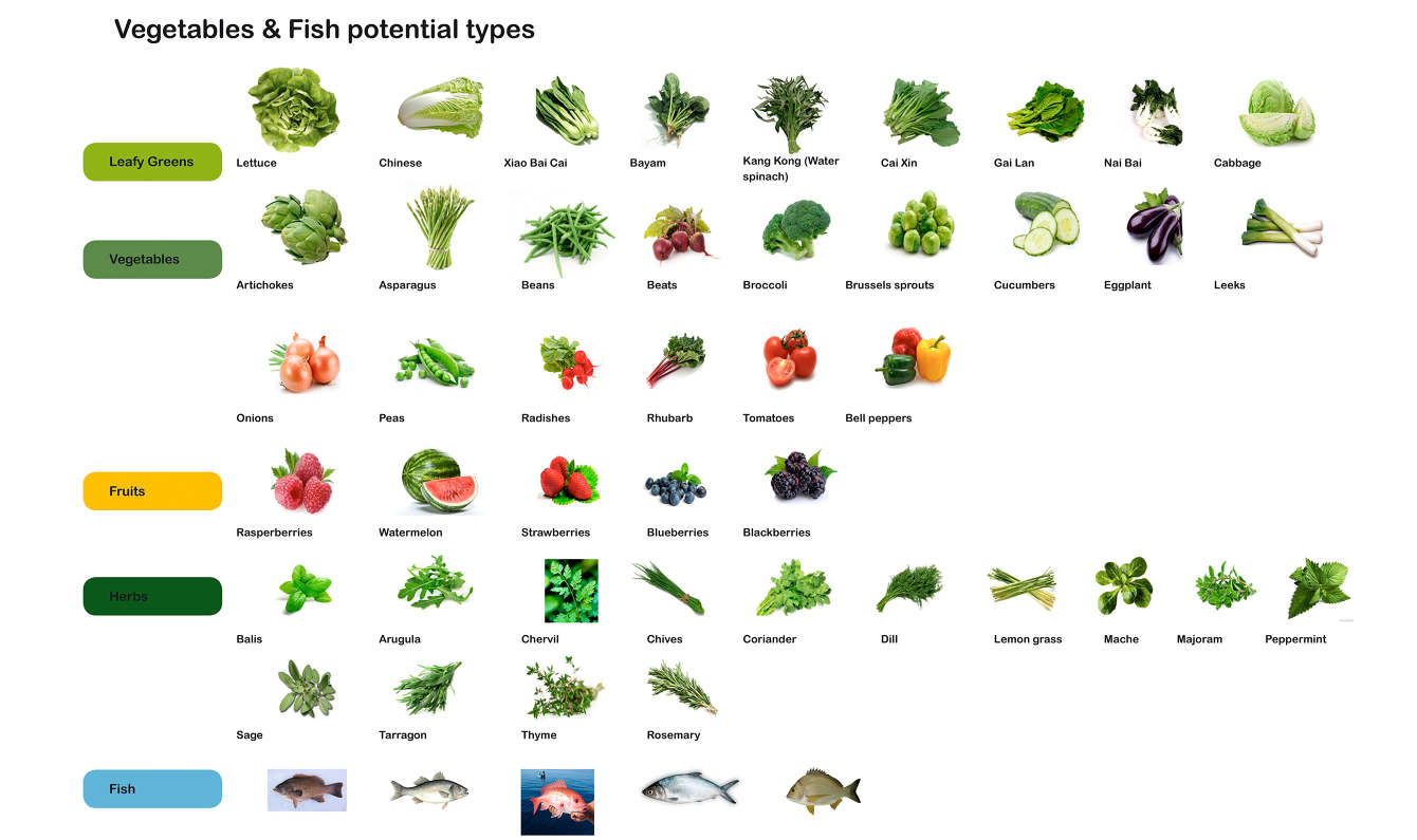 SFF VEGETABLES FISH FTA 1340 c