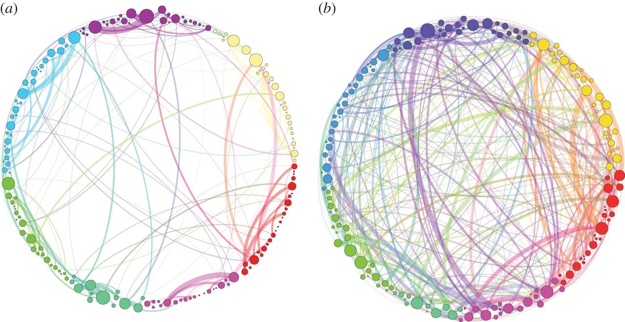 ShroomsBrainNetworks