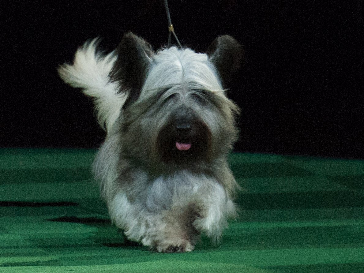 These Are The Smartest Dog Breeds According to a Canine