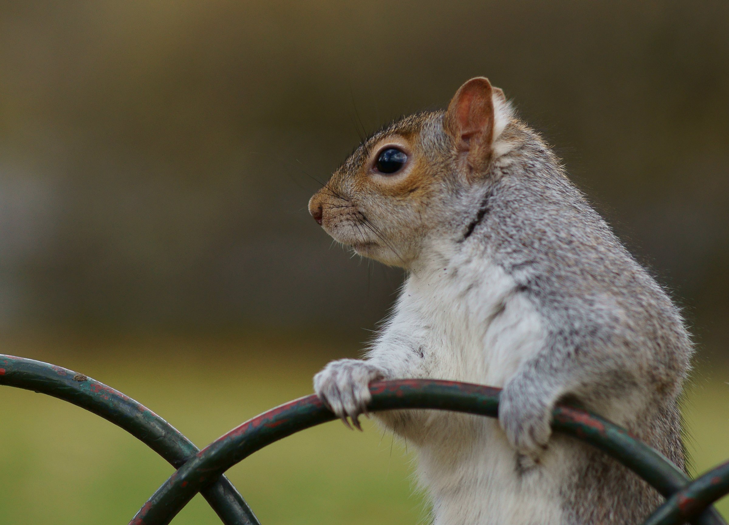 SquirrelBIBody